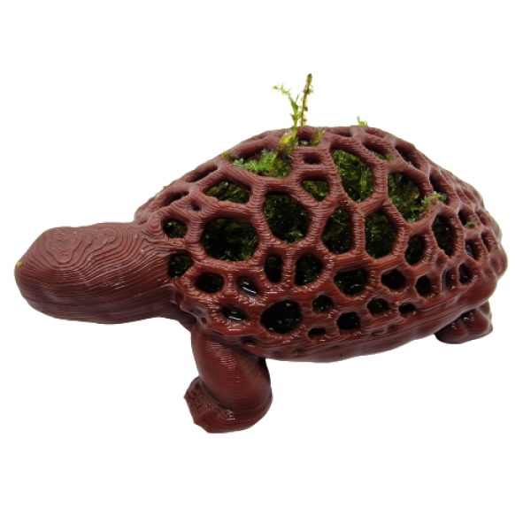 moss turtle